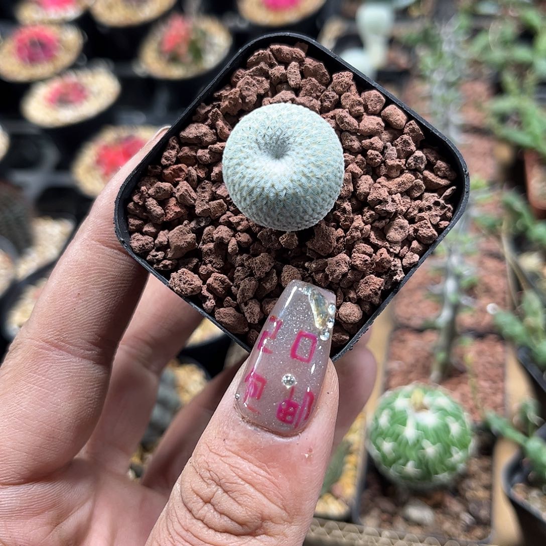 月世界单头发货单头发