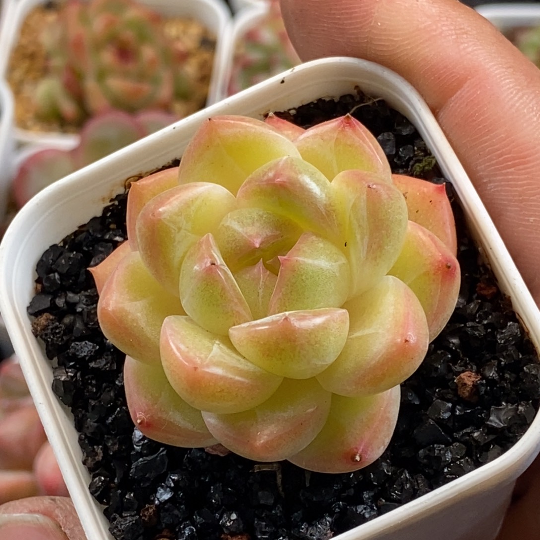 天官赐福百无禁忌