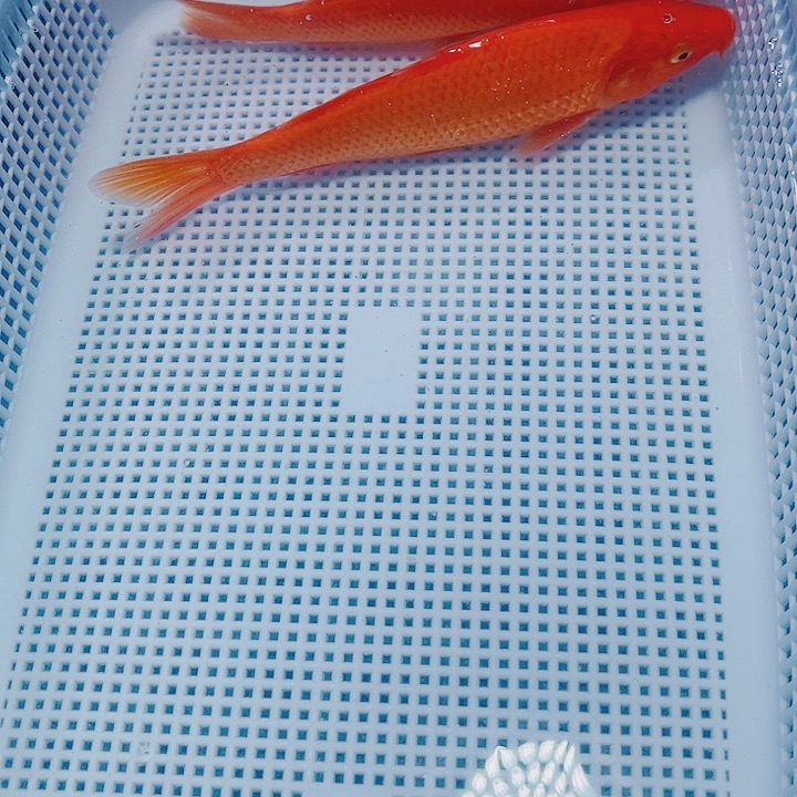 海水鱼锦鲤观赏鱼