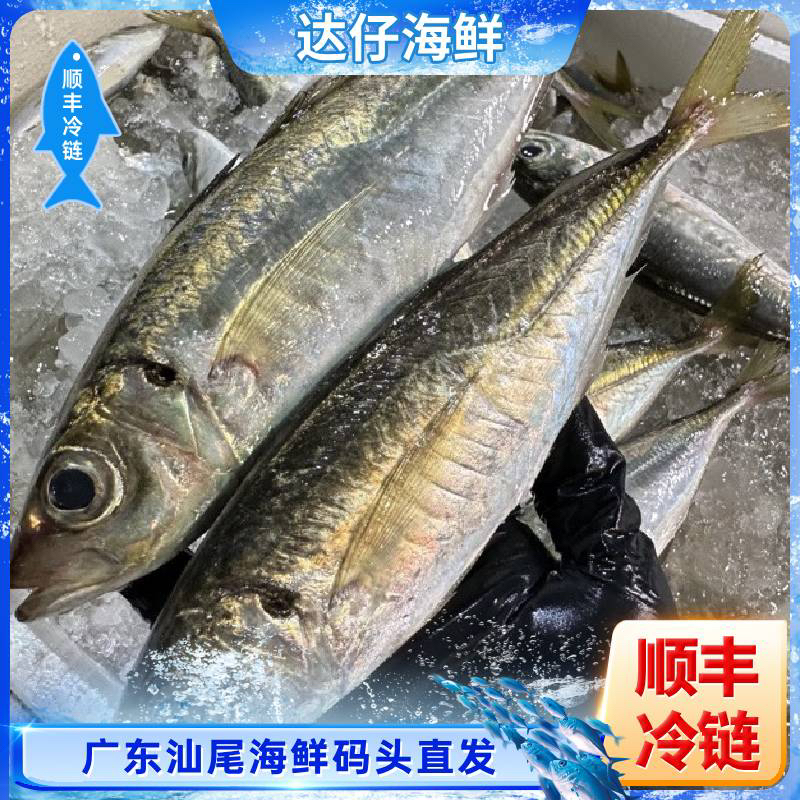 广东汕尾野生照灯巴浪鱼