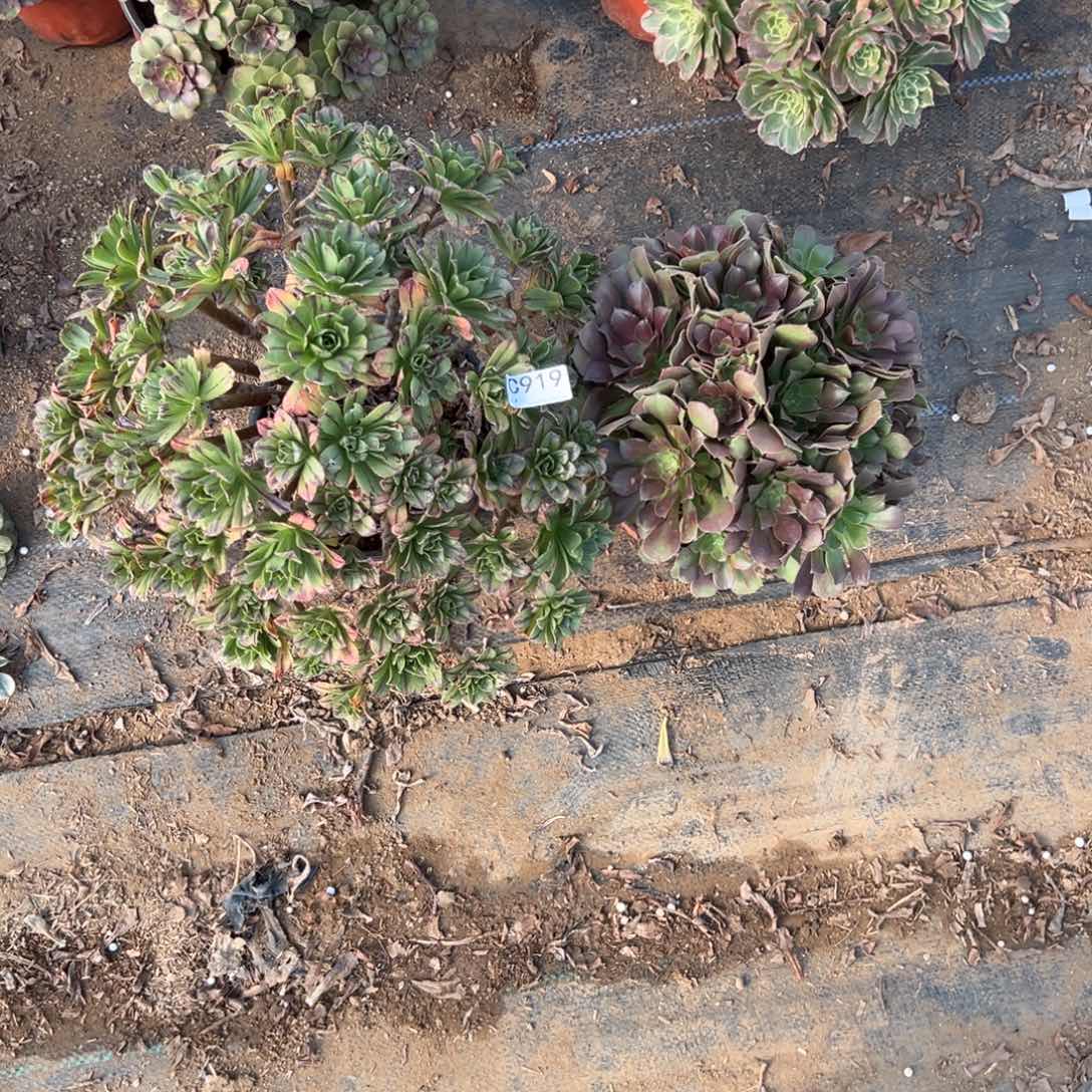 919两颗组合多肉植物法师