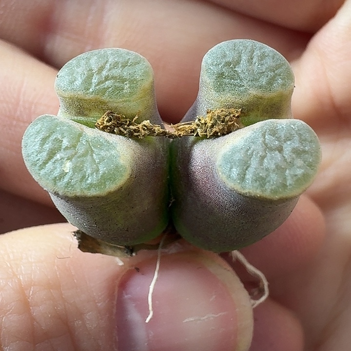 老马生石花双头磁铁1204