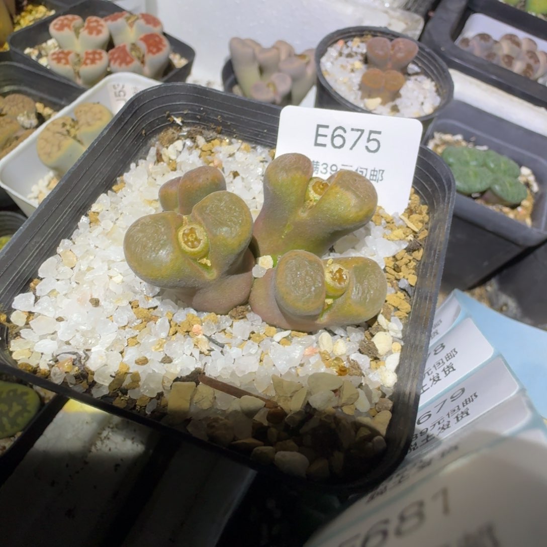 675多肉哈哈哈哈哈哈