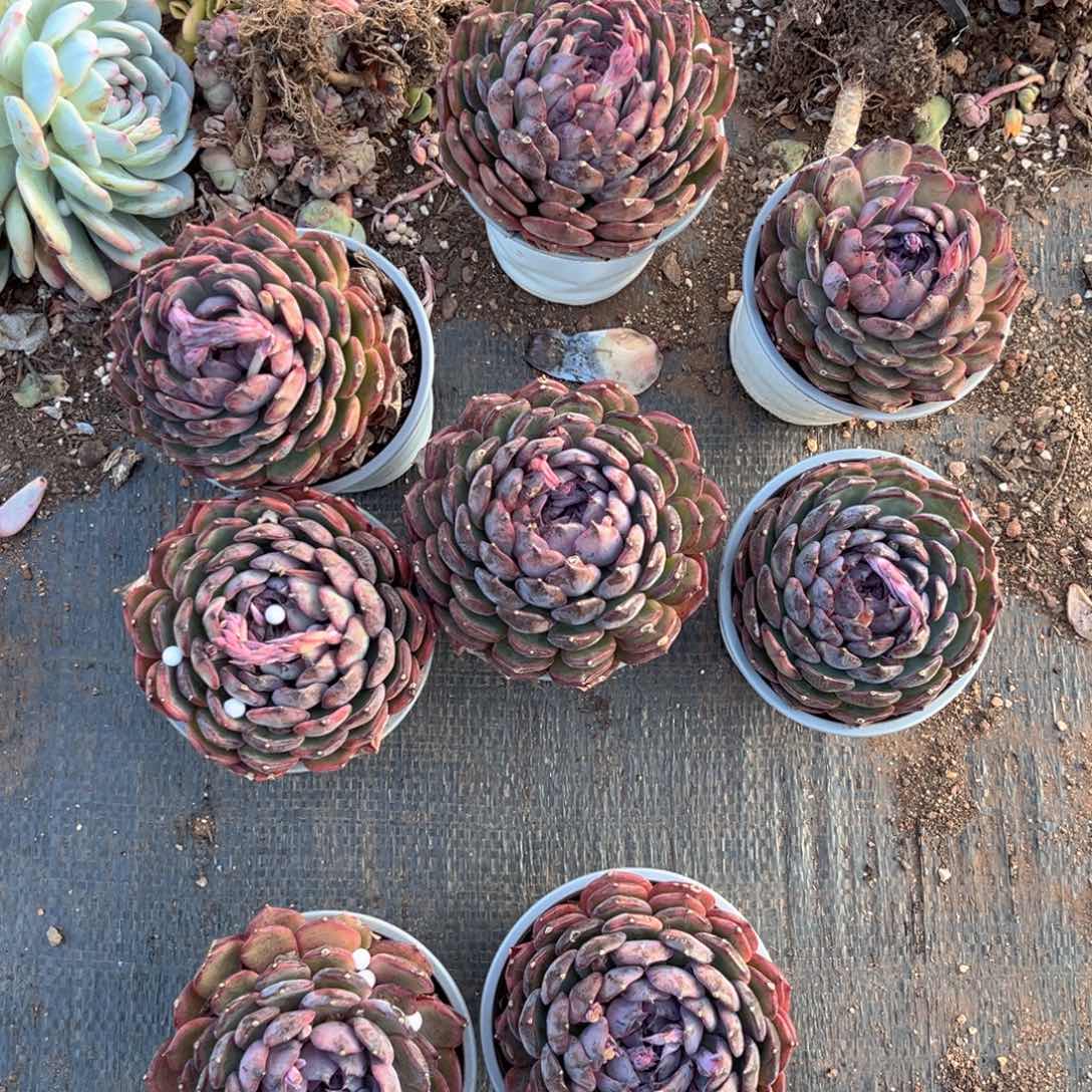 蓝色金土默默问他几句就