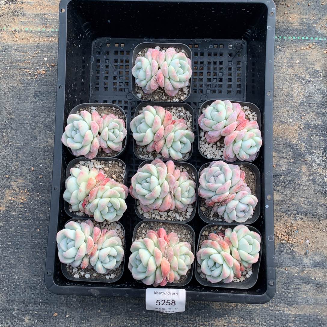 特5258冰玉双头6厘米10颗一组脱土发