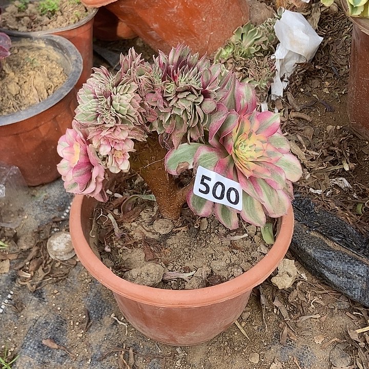 500倾城小板子法师缀