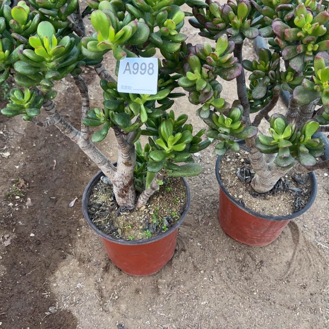 孙***）吸米树2棵断枝不包998