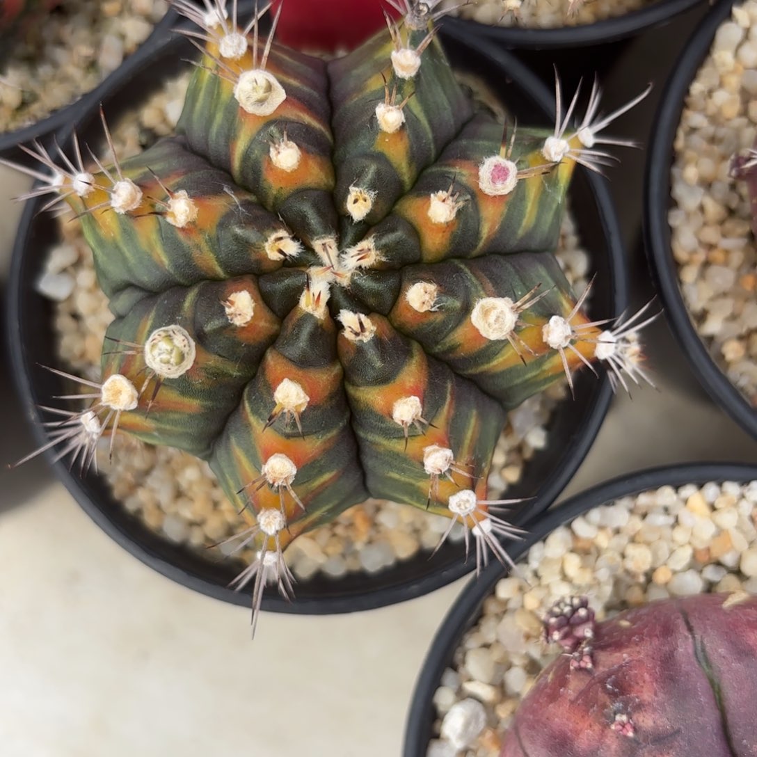 26-0103泰国发货多肉