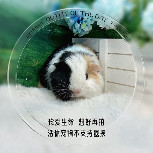 英短弟弟 荷兰猪 豚鼠 包邮包风险