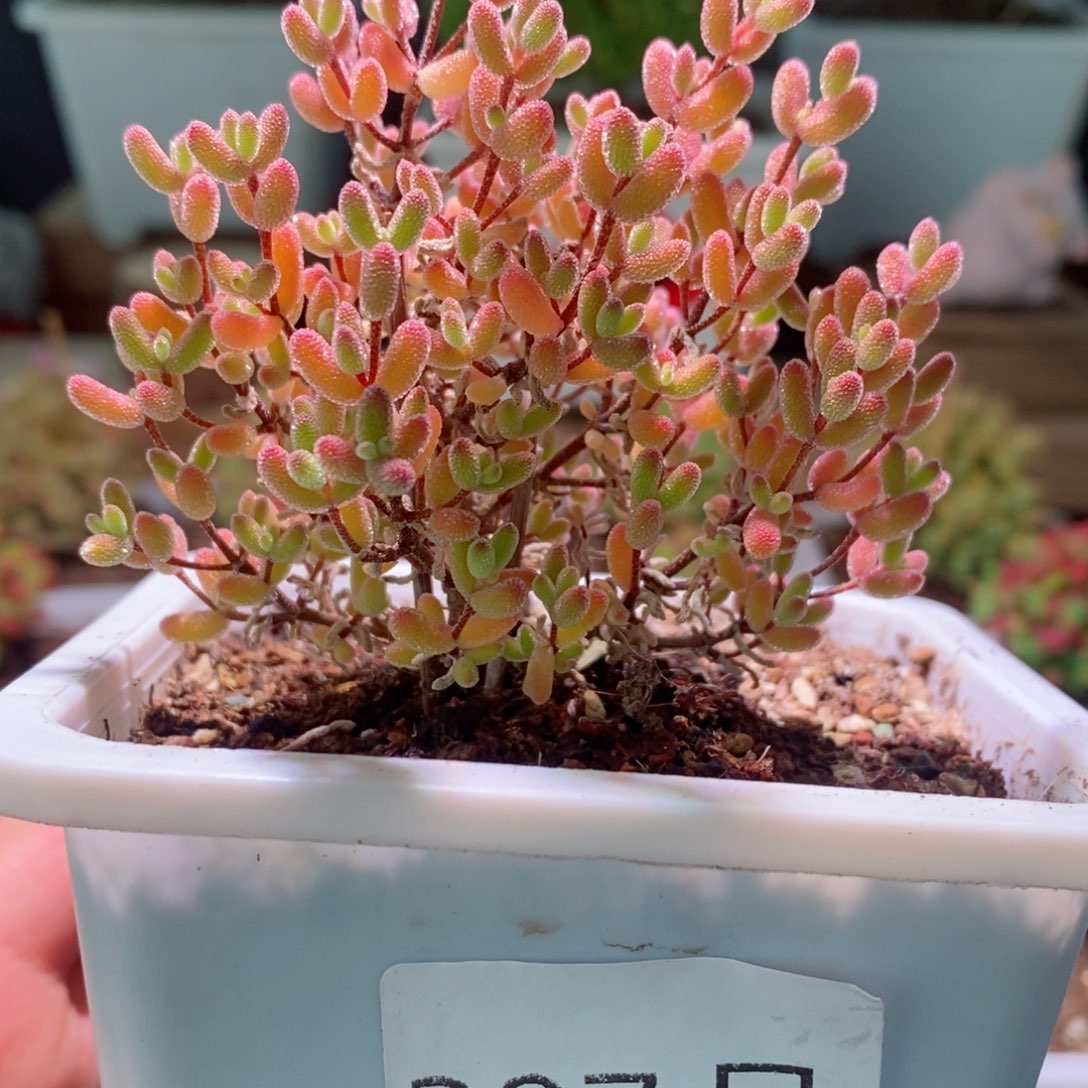 冰糖带盆土发货一物一拍