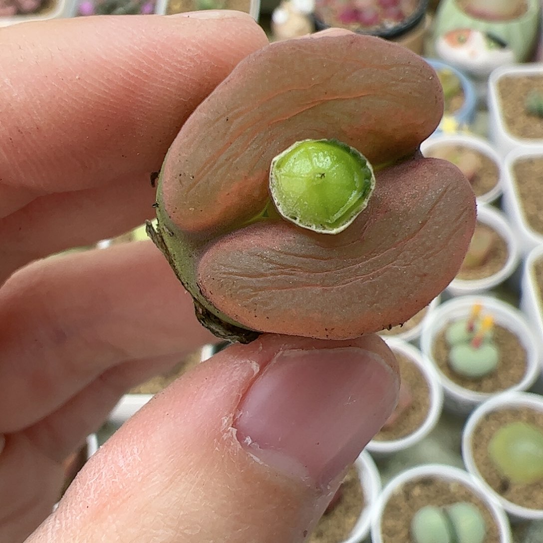 【闪购商品】93 嘴唇毛