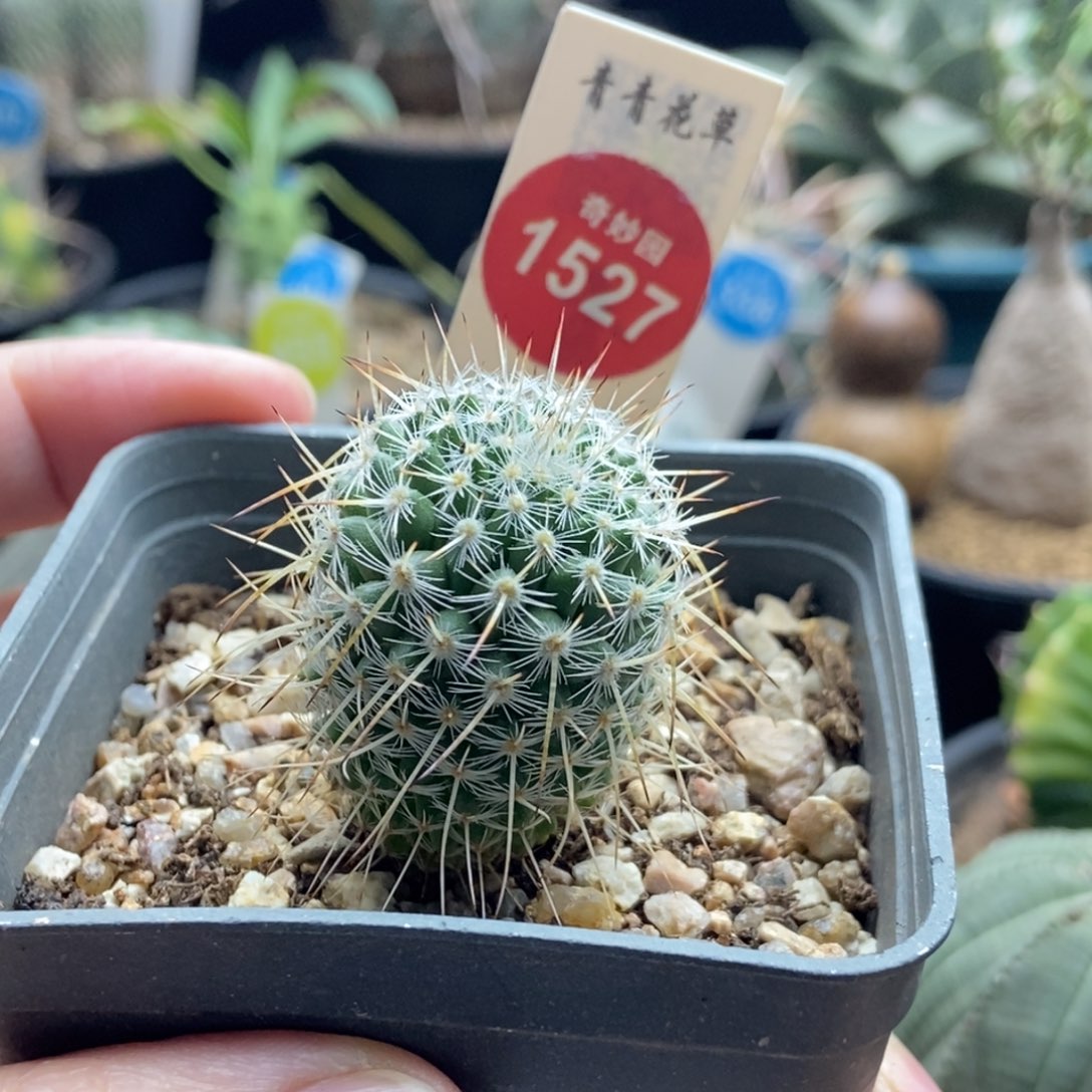 实生特选长刺白王丸2.7cm