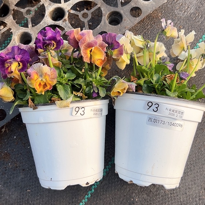 水晶抖音直播闪拍93