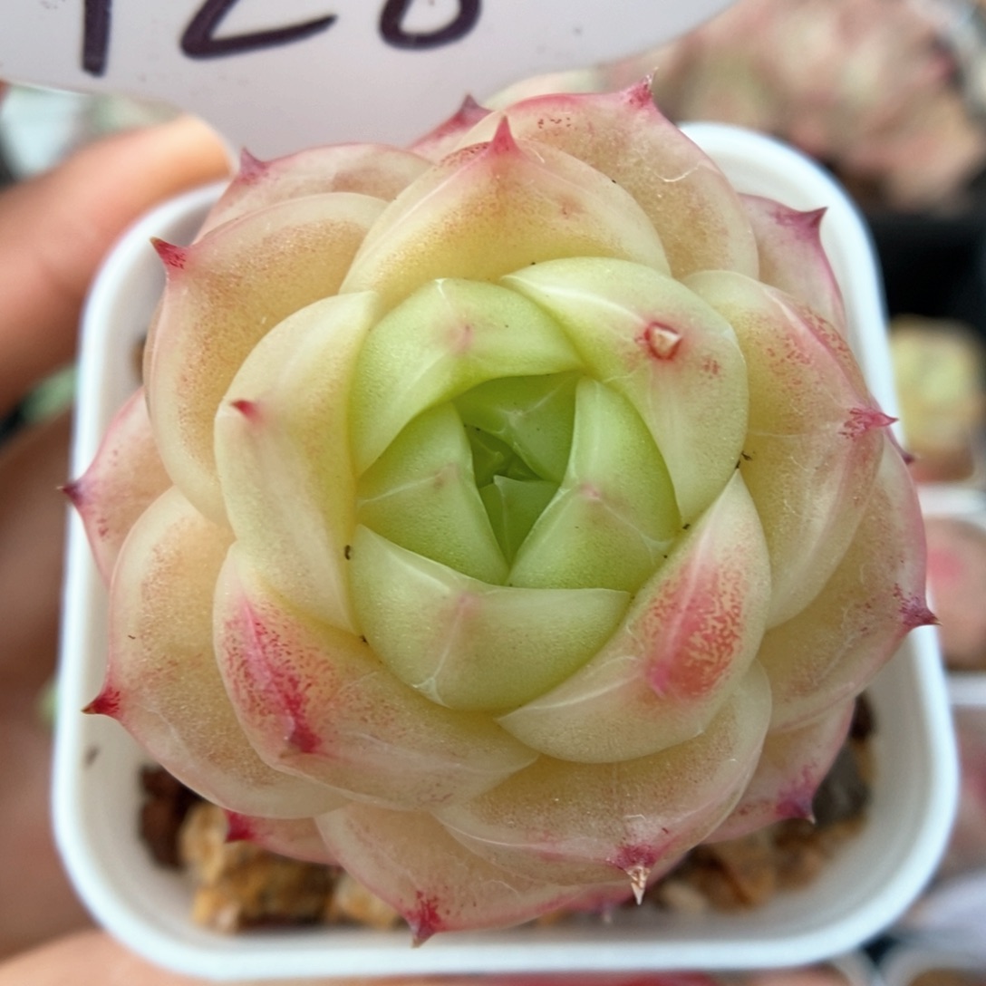 蜜蜡麦秆可拍928号。