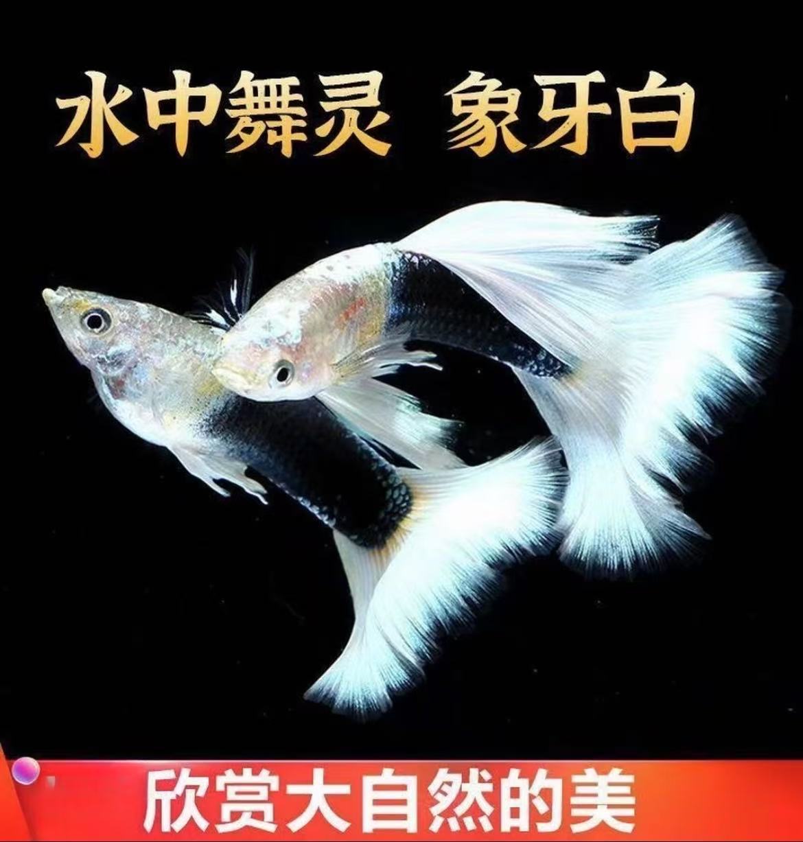 象牙白孔雀鱼礼服小型热带观赏鱼好养耐活淡水小鱼可繁殖源头直发