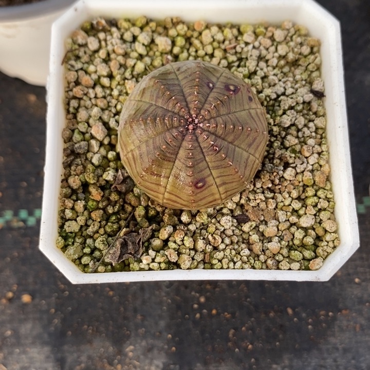 实生布纹球，带盆发货，有锈斑