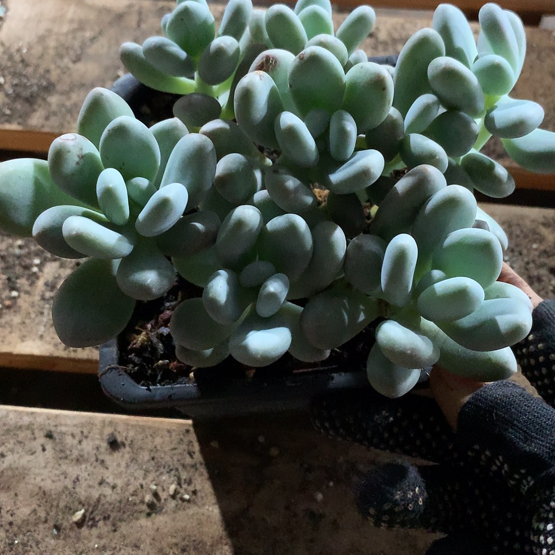 娇*娇娘蛋黄奶一物一拍