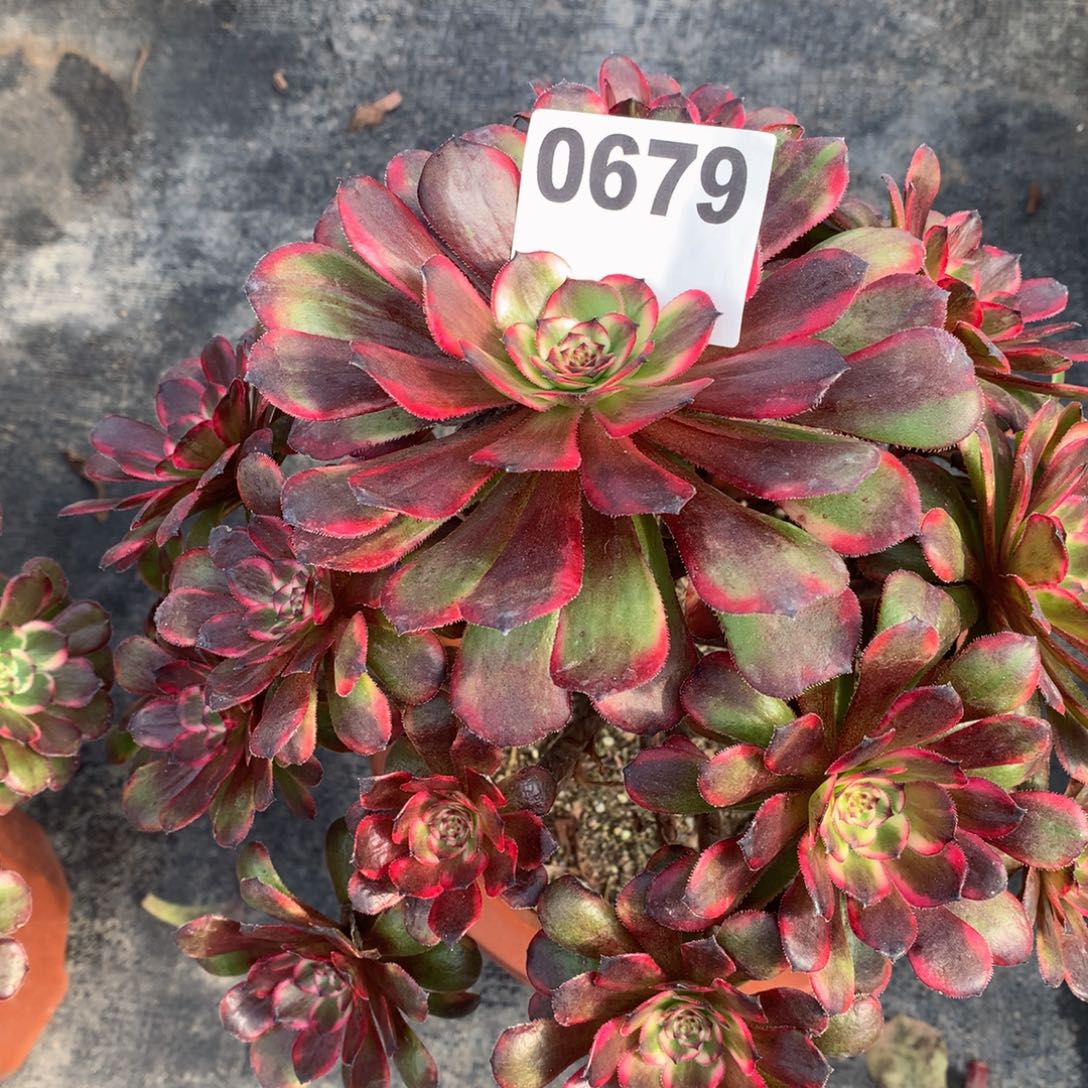 红金刚679法师多肉植物35000000