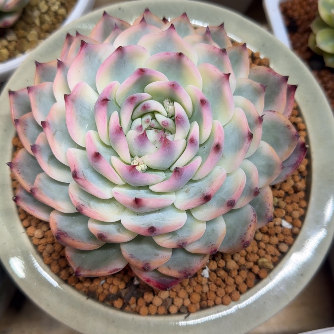 歌***说哥只是个传说 多肉植物