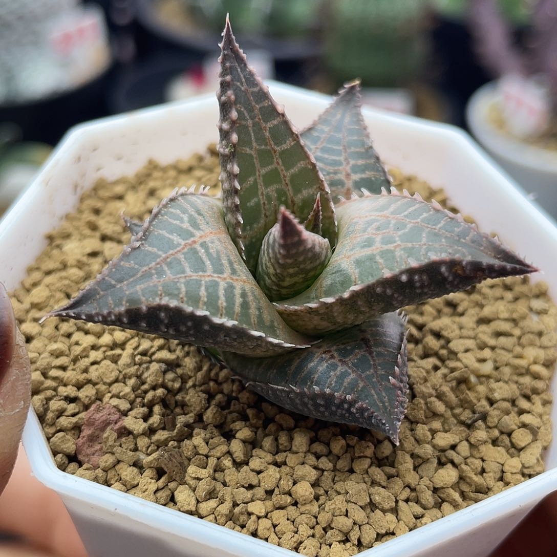 实生丸叶龙鳞仙人球多肉