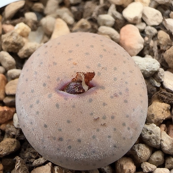 w185。     奶油嘴     