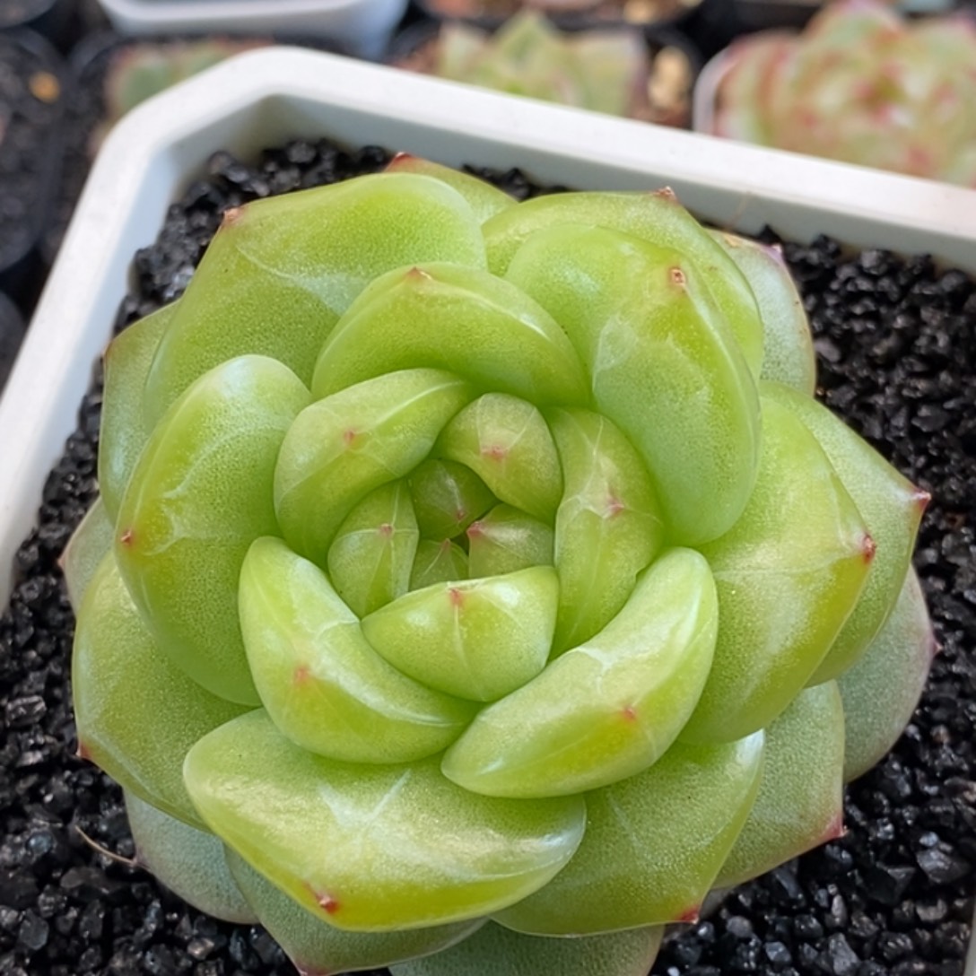 天官赐福百无禁忌