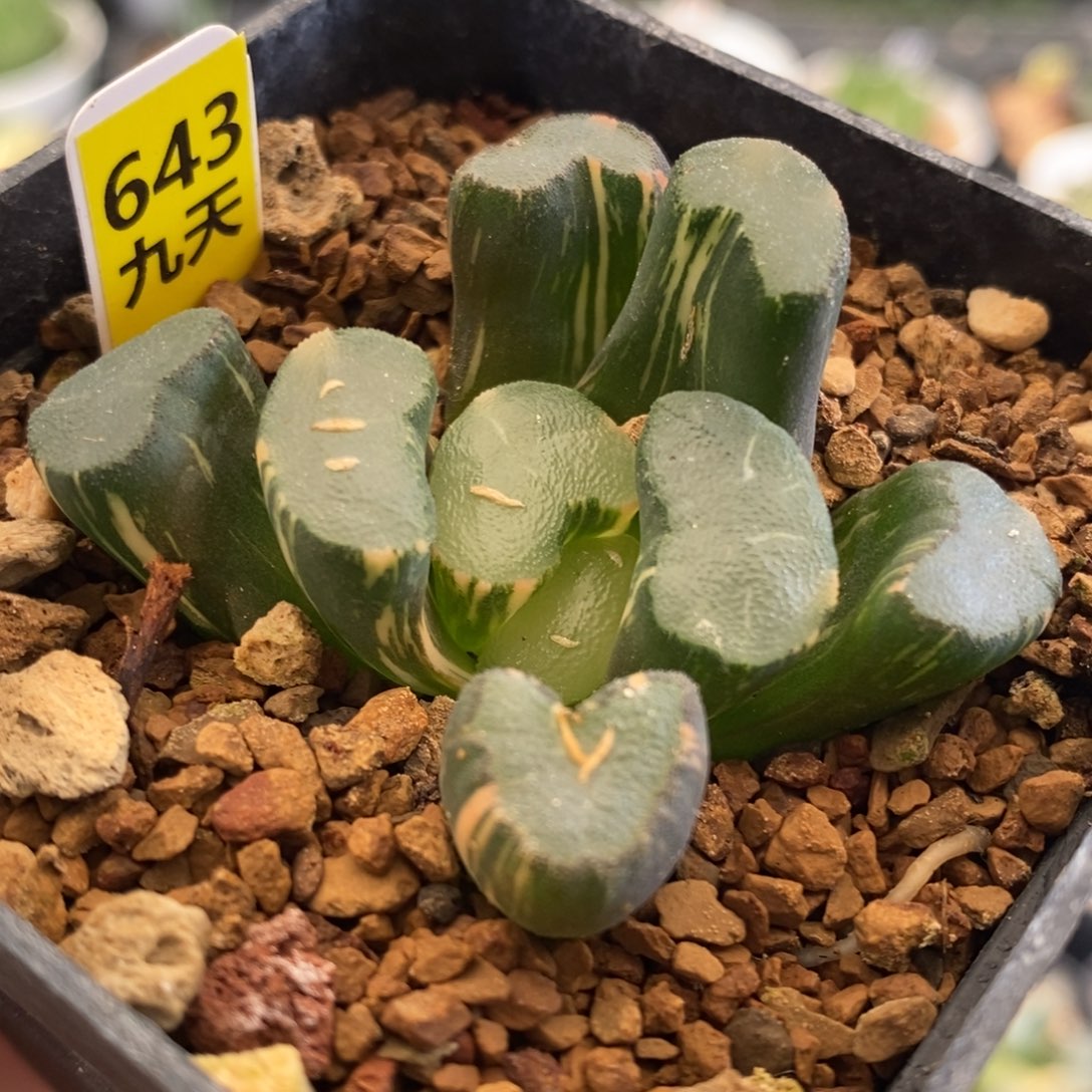 643号大明湖万象锦带盆