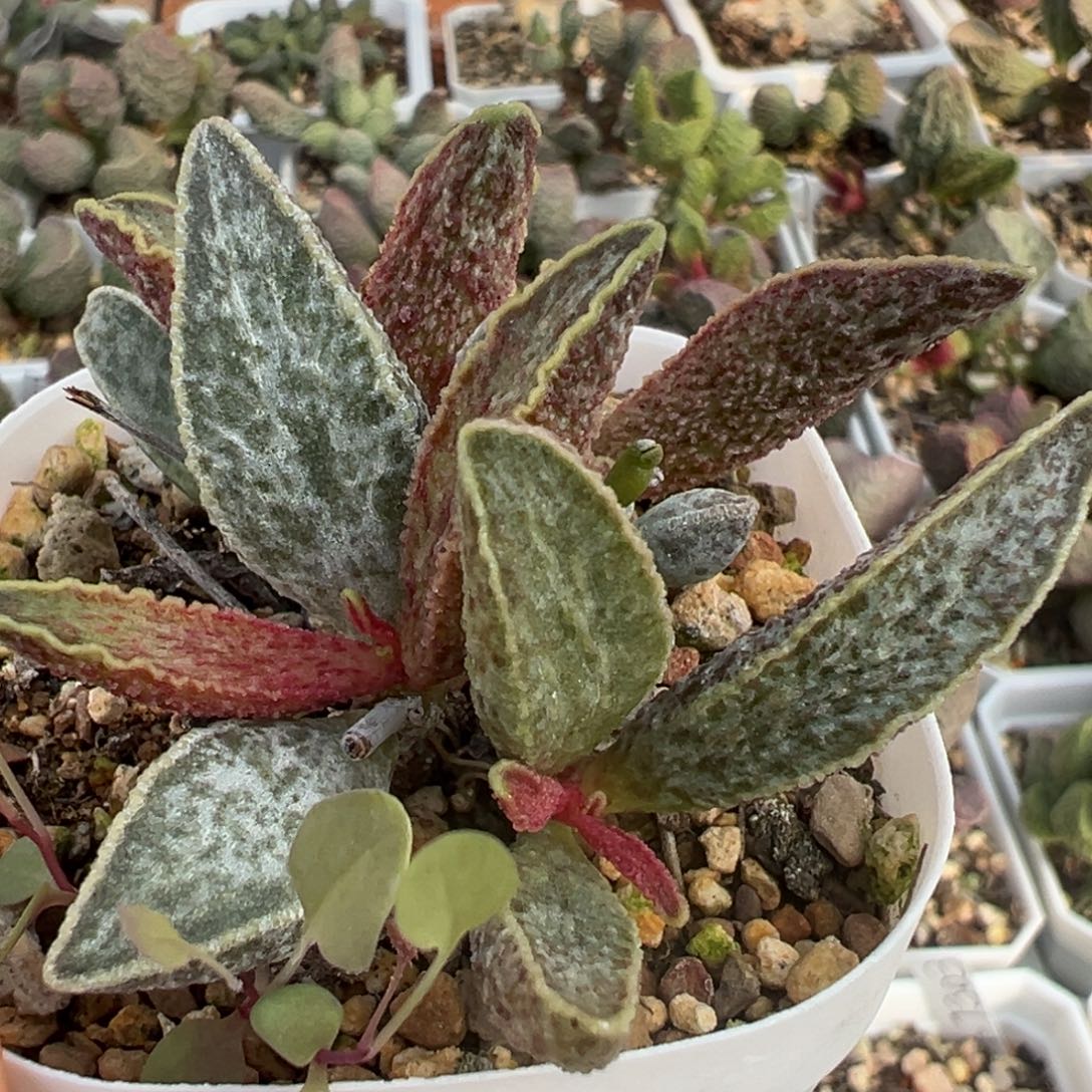 暗黑系魔兽老桩多肉植物水泡