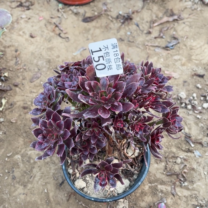 150蒙娜丽莎手捧1