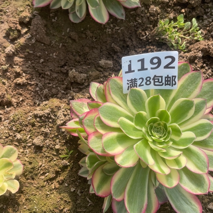 1192二号棚玉姿多肉B