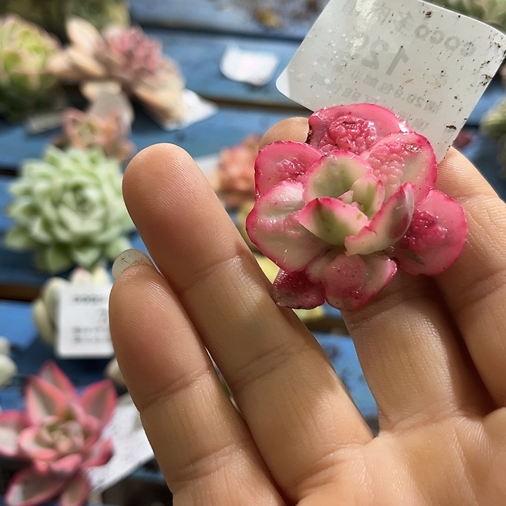 苝****129狂野男爵锦炸多肉植物