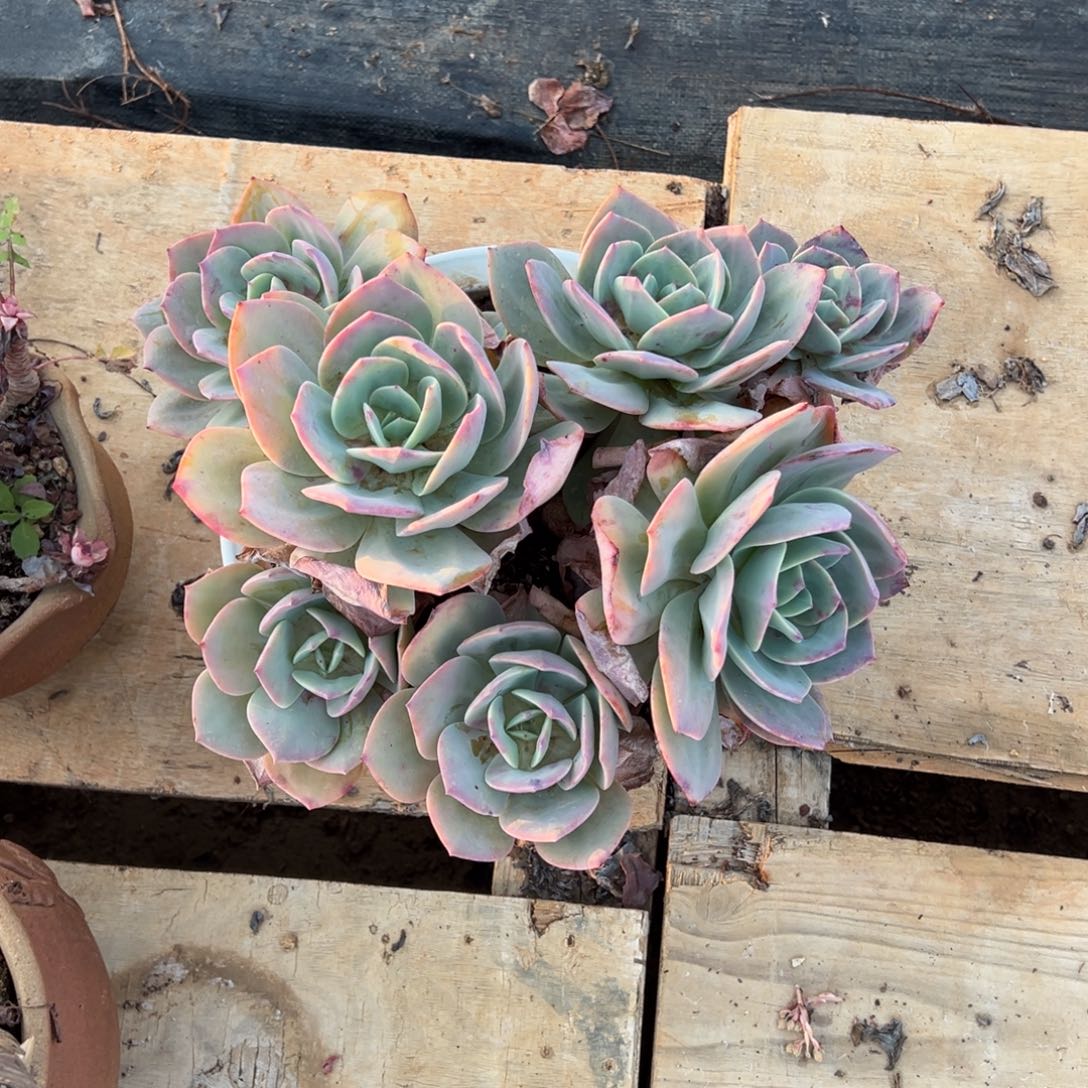 露养老桩脱土裸根白凤