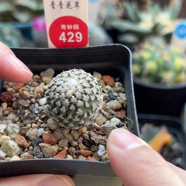 实生雪顶海胆娇丽2.4cm