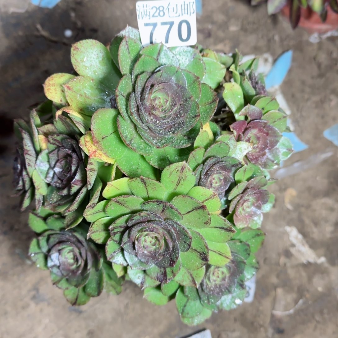 万拉丝多肉770满28包邮断枝不包