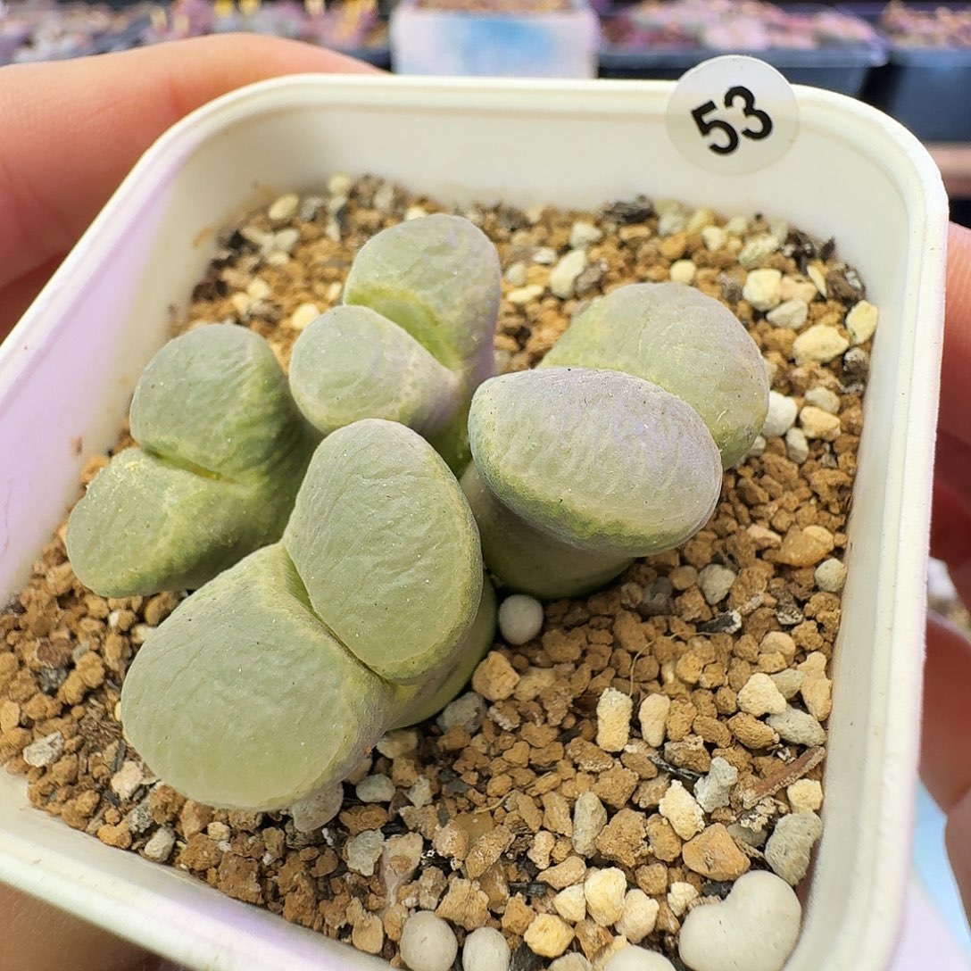 多肉植物默认脱土发53