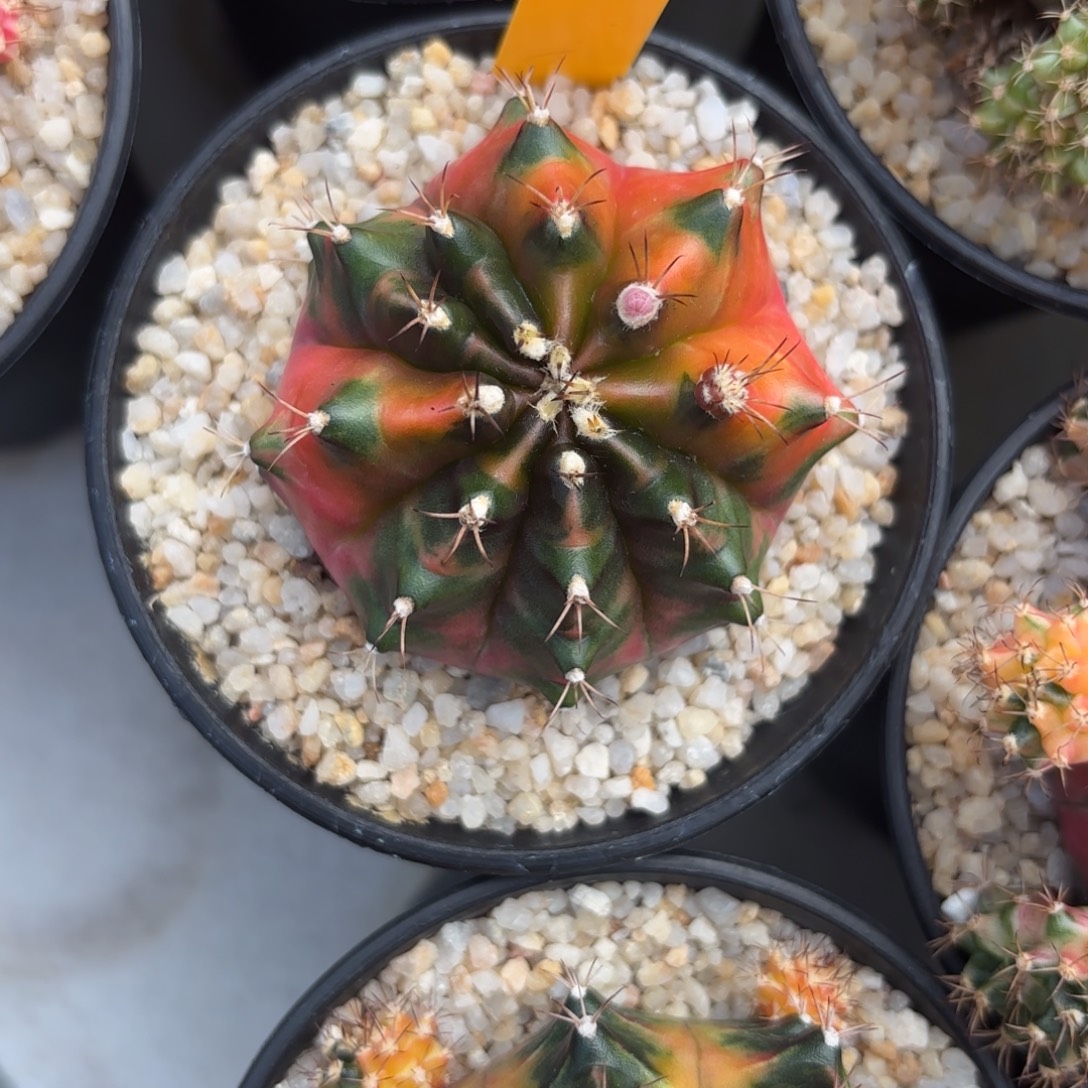 174-1218泰国发货多肉