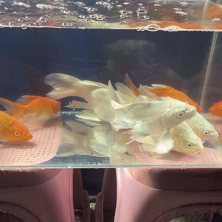 日***心蝴蝶鲤鱼红 黄 毛