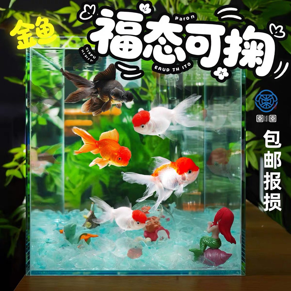 【固定搭配】精品国粹9-11cm金鱼 进阶可混养超萌好物 全国包邮