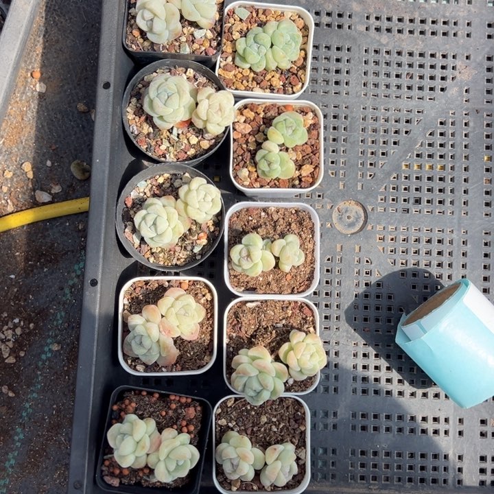 猫一物一拍专拍链接