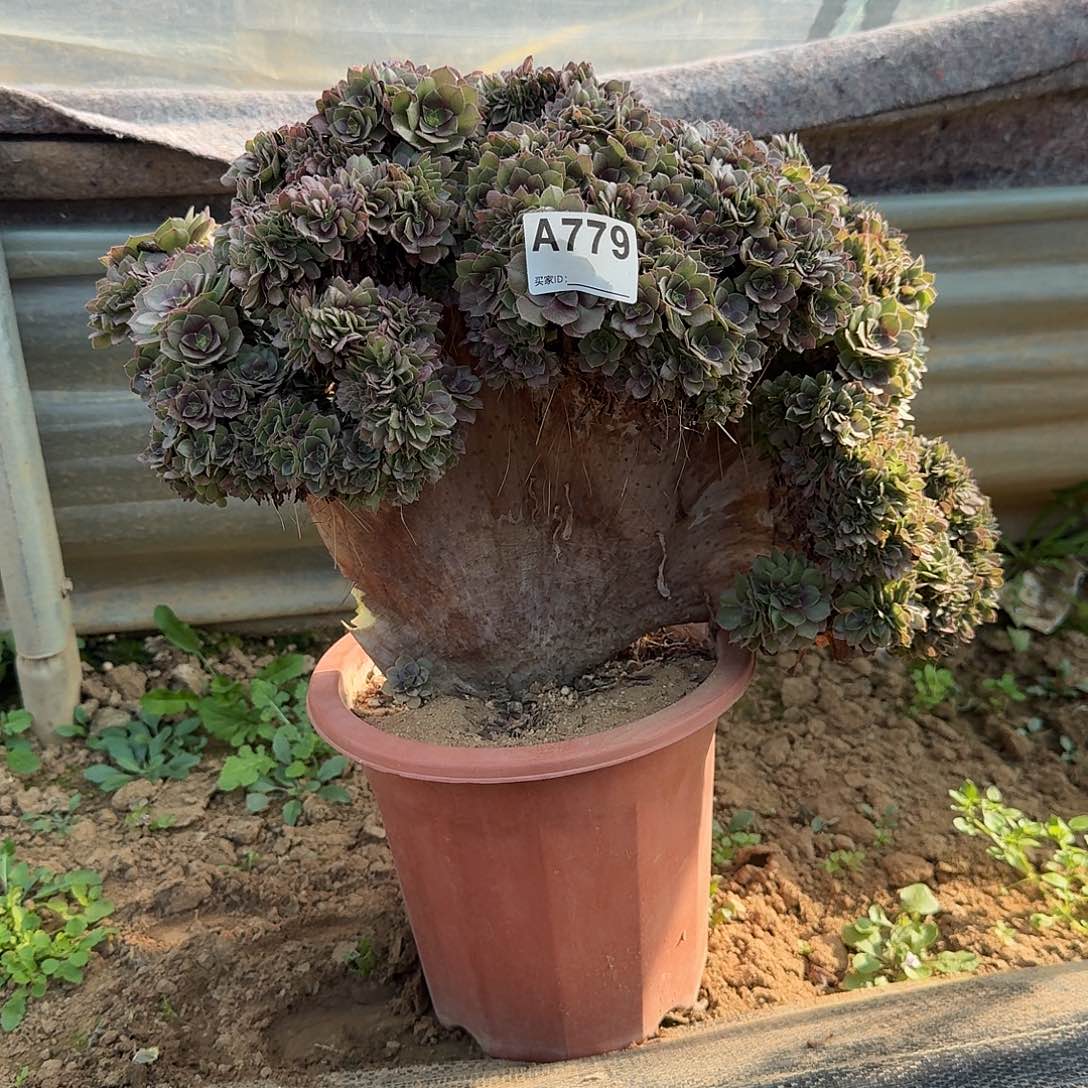 哟***理779万缀朵朵有大伤一颗呀呀