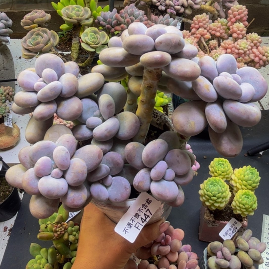芭比奶酪447/14cm多肉