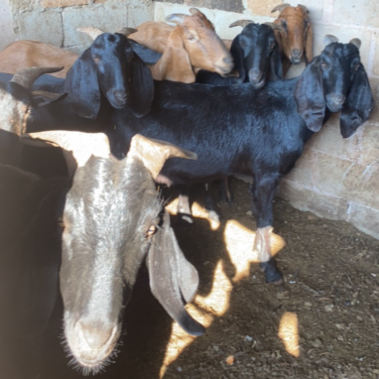 【云南高山现宰羊肉  一物一拍】农村放羊羊肉只喂草和粮食