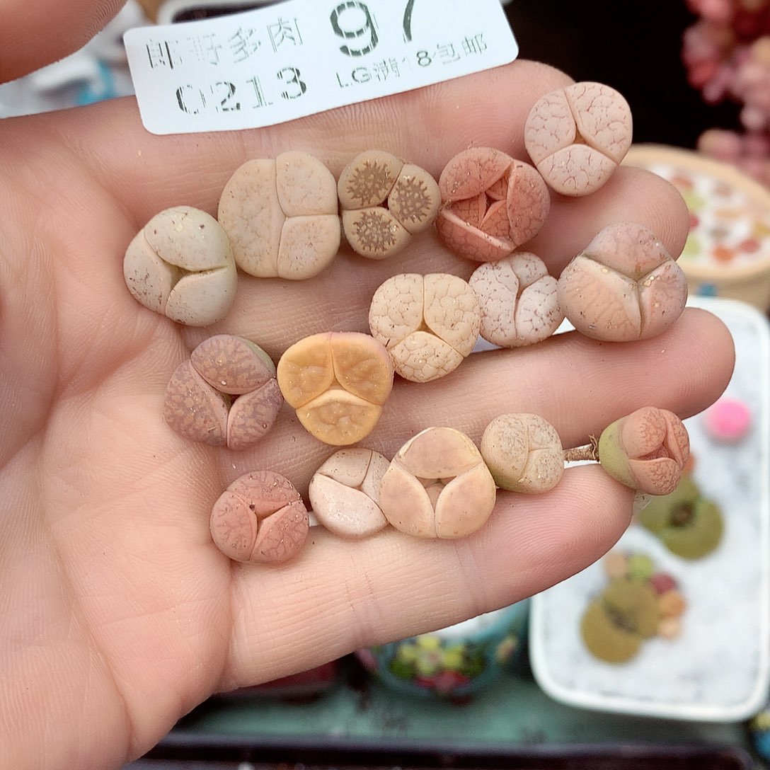 郎哥多肉生石花13-97