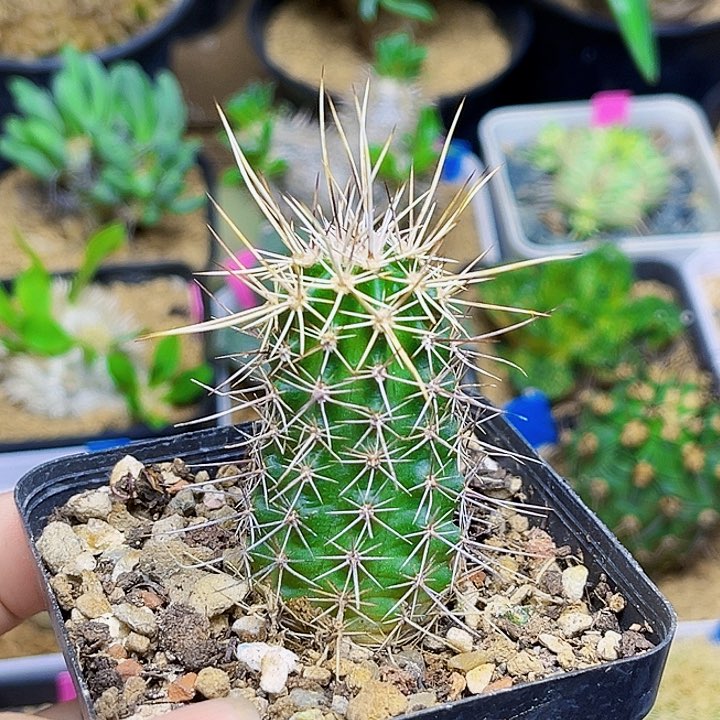 司虾实生球一颗一颗