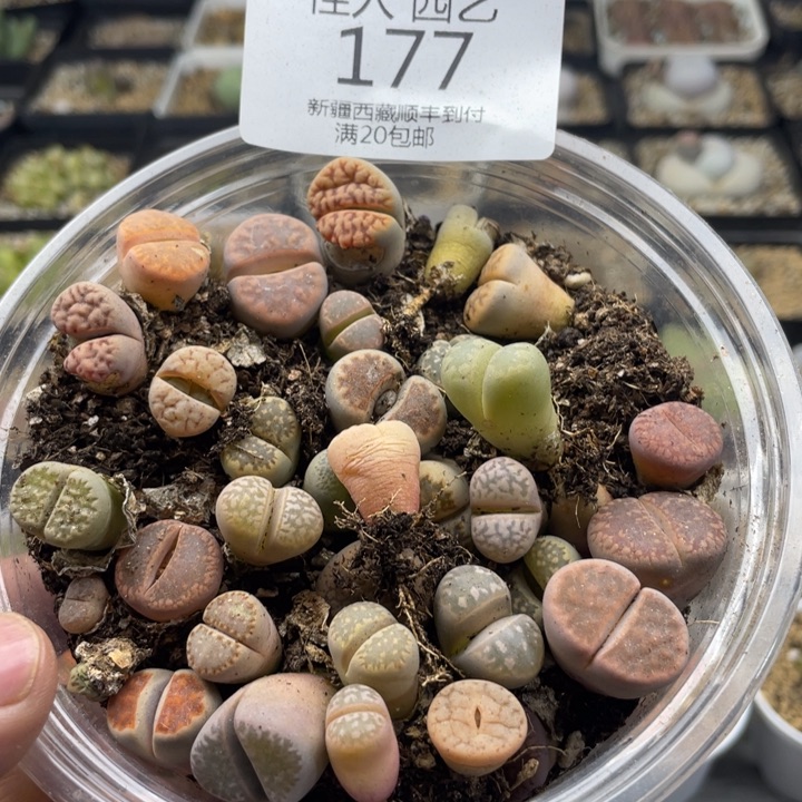 佳人园艺上福利啦彩拼177