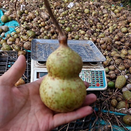 举***子33333333举个栗子