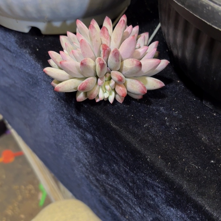 钱***?虞美人多肉美美哒的