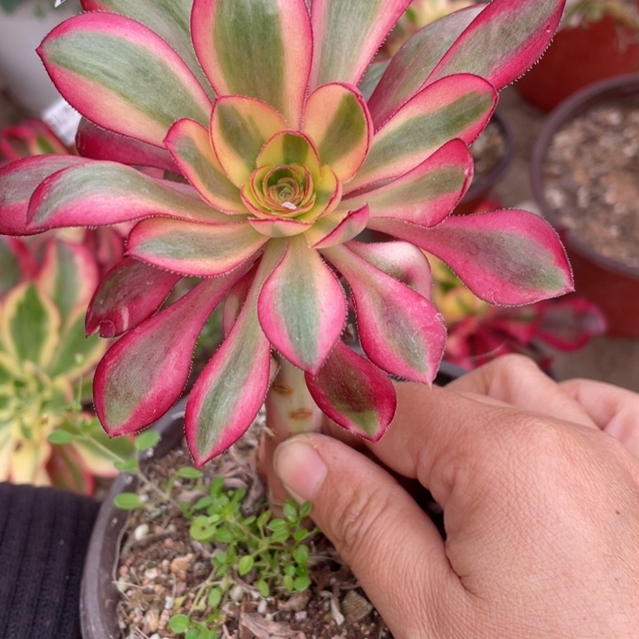 416烈焰多肉12345678多肉