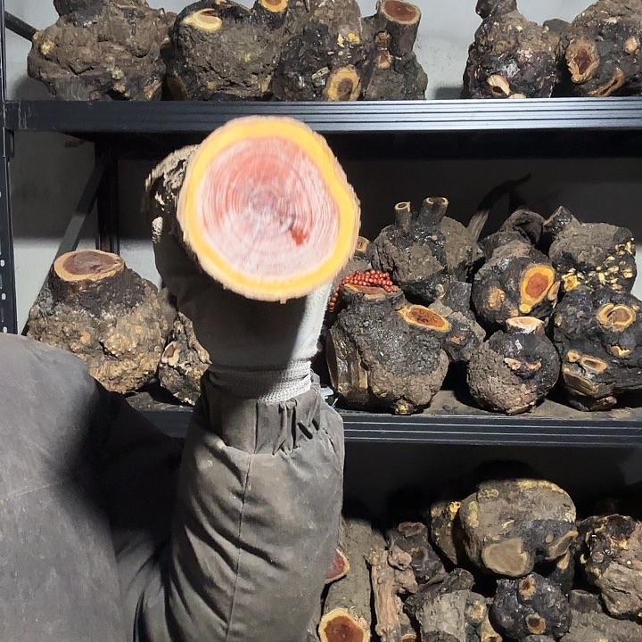 永***心香榧木火琉璃的故事是一个人