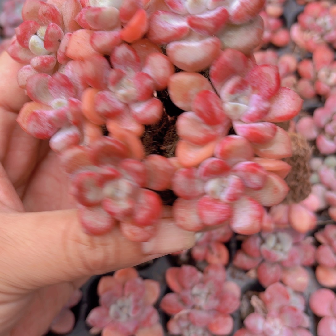 花瓣路一整盘精品多肉